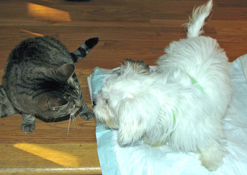 a little cat plays with a little white dog